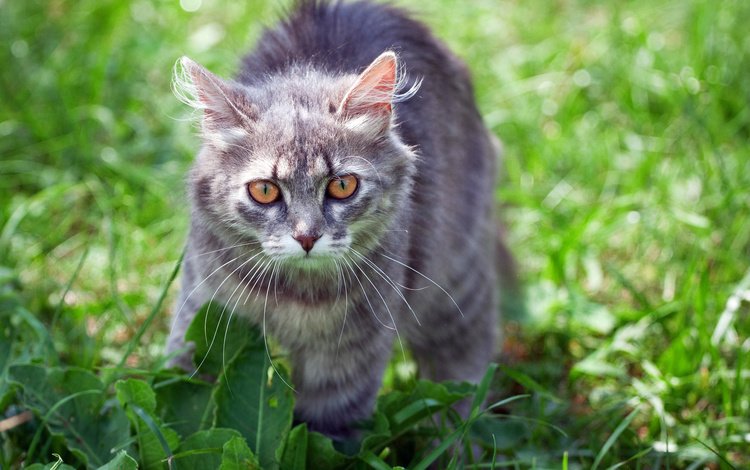 трава, кот, лето, кошка, взгляд, серый кот, grass, cat, summer, look, grey cat