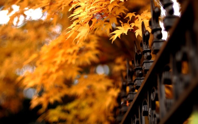 природа, листья, осень, забор, клен, решетки, nature, leaves, autumn, the fence, maple, grid