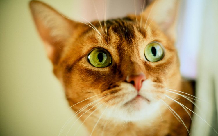морда, кот, кошка, взгляд, рыжий, зеленые глаза, face, cat, look, red, green eyes