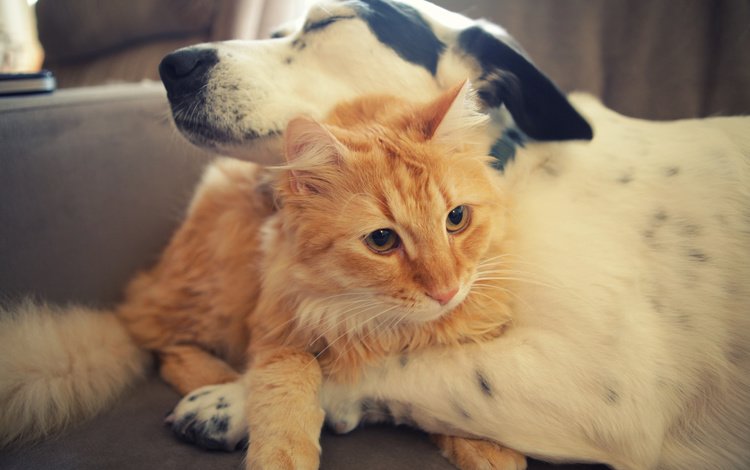 кот, кошка, собака, забота, дружба, объятия, рыжий кот, cat, dog, care, friendship, hugs, red cat