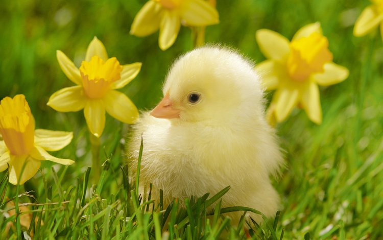 цветы, трава, птенец, птица, нарциссы, цыплёнок, желтые, flowers, grass, chick, bird, daffodils, chicken, yellow