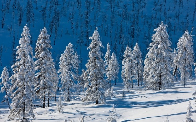 деревья, горы, снег, природа, лес, зима, ели, trees, mountains, snow, nature, forest, winter, ate