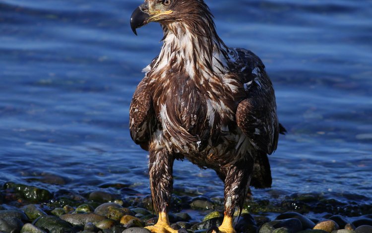 вода, камни, орел, птица, хищная, орлан-белохвост, water, stones, eagle, bird, predatory, white-tailed eagle