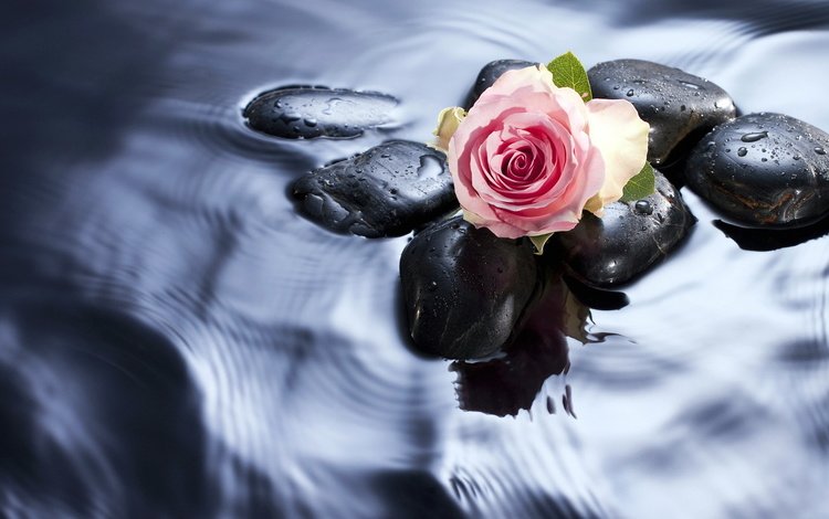 вода, камни, цветок, роза, бутон, розовая, water, stones, flower, rose, bud, pink