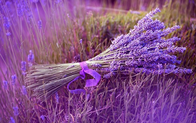цветы, природа, поле, лаванда, букет, лента, flowers, nature, field, lavender, bouquet, tape