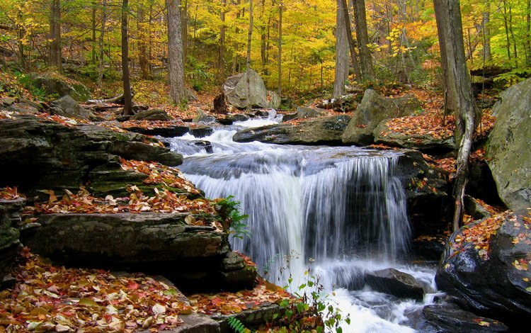 деревья, камни, лес, листья, ручей, водопад, осень, trees, stones, forest, leaves, stream, waterfall, autumn