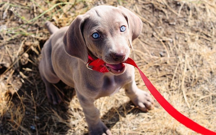 собака, щенок, поводок, веймаранер, голубые глазки, dog, puppy, leash, the weimaraner, blue eyes