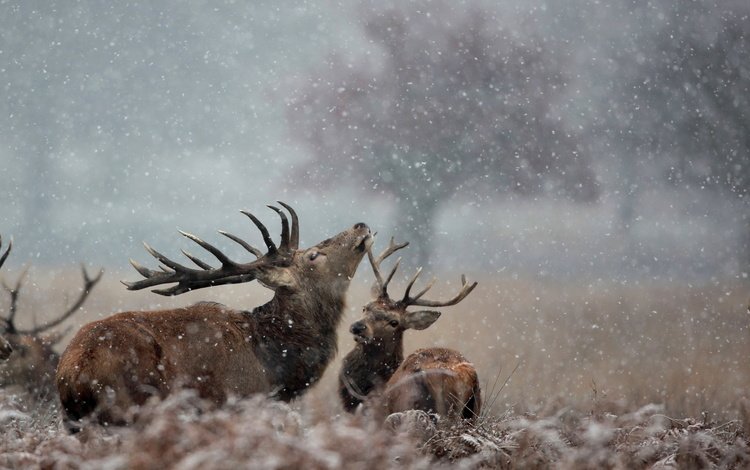 снег, природа, зима, рога, олени, лось, snow, nature, winter, horns, deer, moose