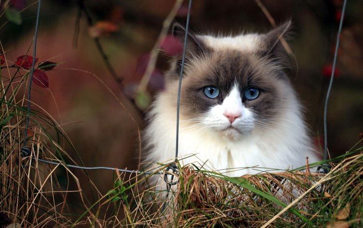 морда, трава, кот, кошка, пушистый, сиамский, голубоглазый, рэгдолл, face, grass, cat, fluffy, siamese, blue-eyed, ragdoll