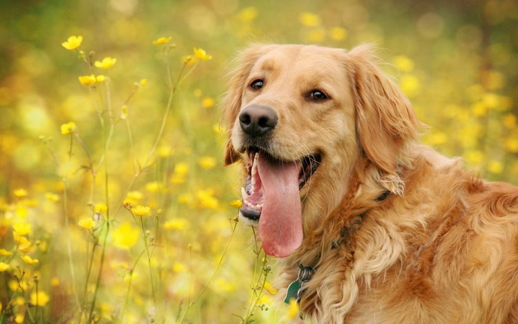 морда, цветы, лето, собака, полевые, золотистый ретривер, face, flowers, summer, dog, field, golden retriever