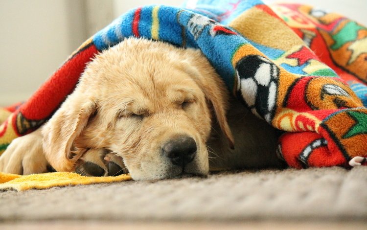 морда, сон, собака, спит, одеяло, лабрадор, face, sleep, dog, sleeping, blanket, labrador