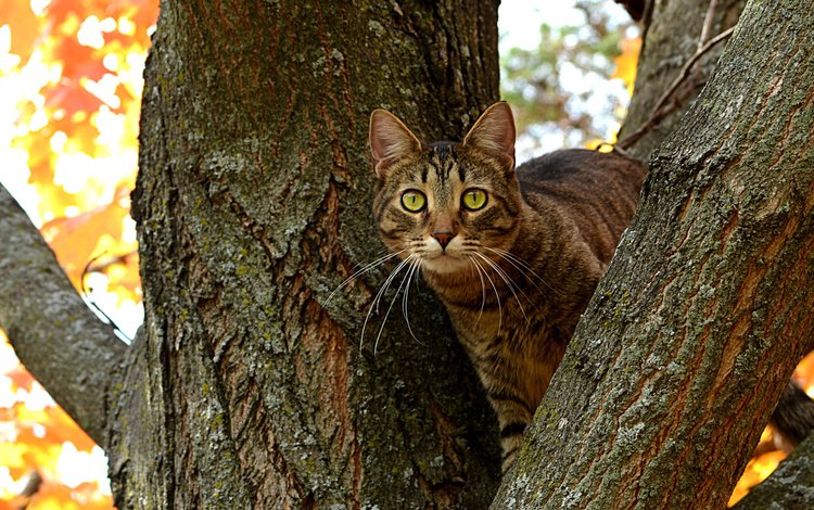 дерево, кот, ветви, кошка, осень, ствол, котэ, глазища, tree, cat, branch, autumn, trunk, kote, eyes