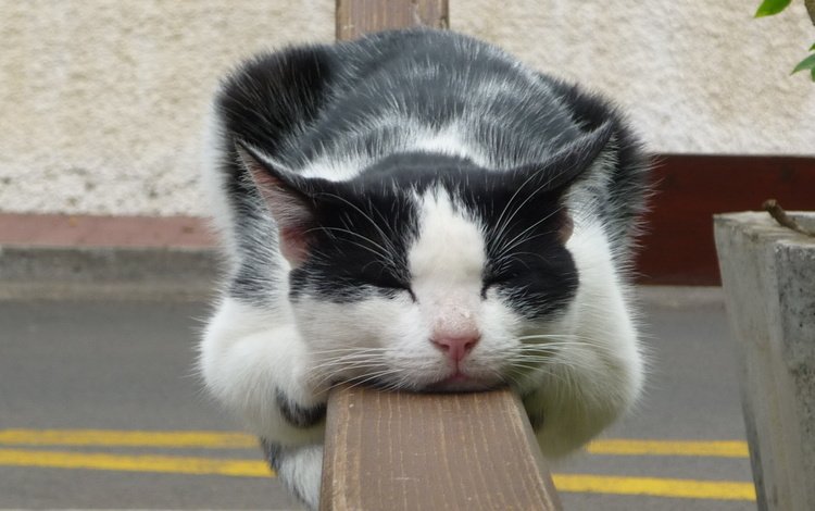 кот, кошка, спит, чёрно-белый, домашнее животное, cat, sleeping, black and white, pet