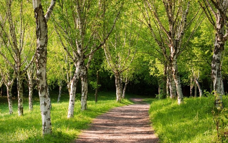 парк, дорожка, березы, лето, зеленые деревья, park, track, birch, summer, green trees