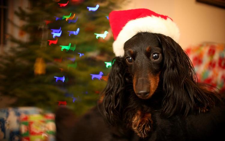 взгляд, собака, праздник, такса, спаниель, длинношерстная, новогодний колпак, look, dog, holiday, dachshund, spaniel, longhair, winter hat