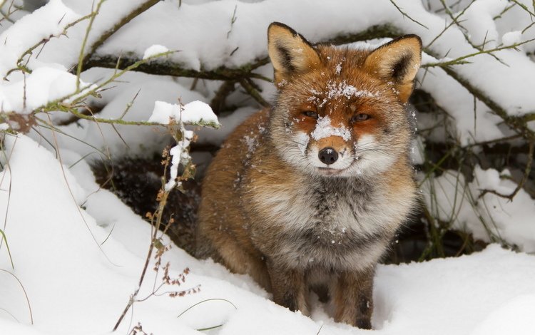 снег, зима, ветки, взгляд, лиса, лисица, нора, snow, winter, branches, look, fox, nora