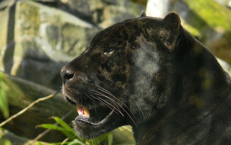 морда, взгляд, хищник, пантера, черная, багира, face, look, predator, panther, black, bagira