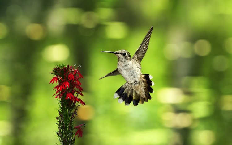 фон, полет, цветок, птица, колибри, боке, background, flight, flower, bird, hummingbird, bokeh