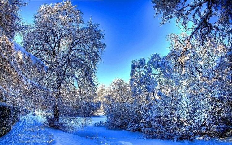 деревья, снег, природа, зима, утро, мороз, зимний лес, trees, snow, nature, winter, morning, frost, winter forest