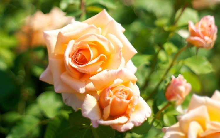 цветы, макро, розы, роза, куст, оранжевые, чайные розы, flowers, macro, roses, rose, bush, orange, tea roses
