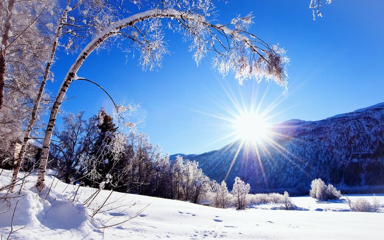 деревья, горы, солнце, снег, природа, зима, мороз, иней, зимний лес, winter forest, trees, mountains, the sun, snow, nature, winter, frost