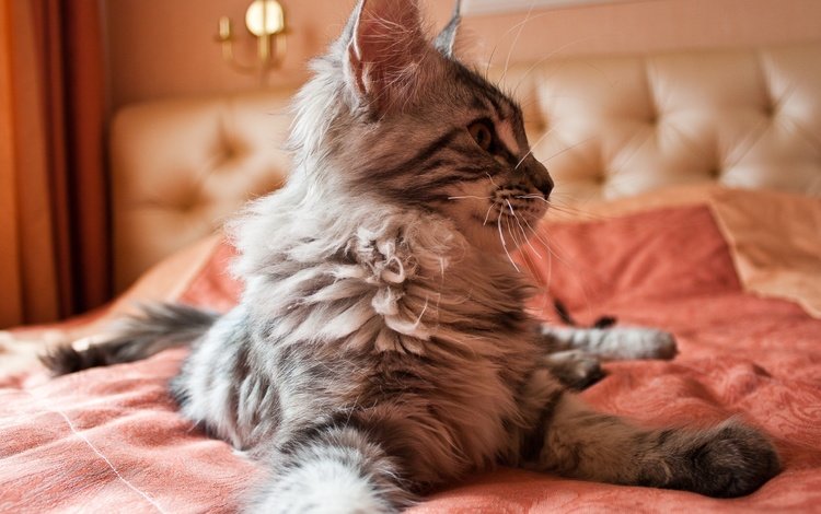 кот, кошка, пушистый, кровать, на, постели, мейн-кун, cat, fluffy, bed, on, maine coon