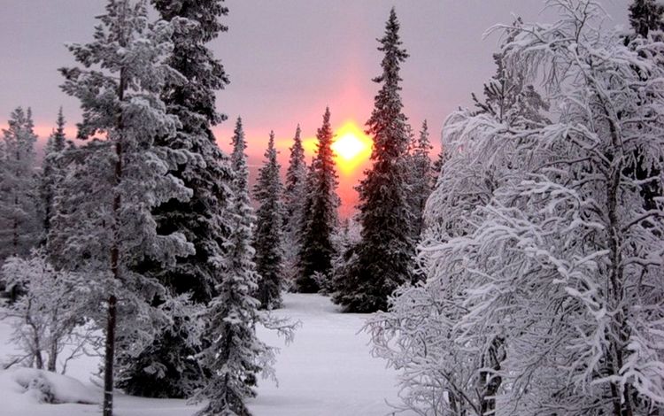 деревья, снег, елка, зима, мороз, иней, ель, сугробы, снежный лес, snow forest, trees, snow, tree, winter, frost, spruce, the snow