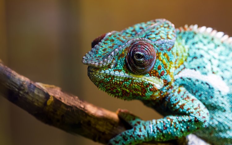 макро, разноцветный, ящерица, хамелеон, рептилия, macro, colorful, lizard, chameleon, reptile