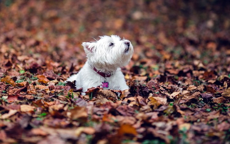 листья, листва, осень, собака, собачка, вест-хайленд-вайт-терьер, leaves, foliage, autumn, dog, the west highland white terrier