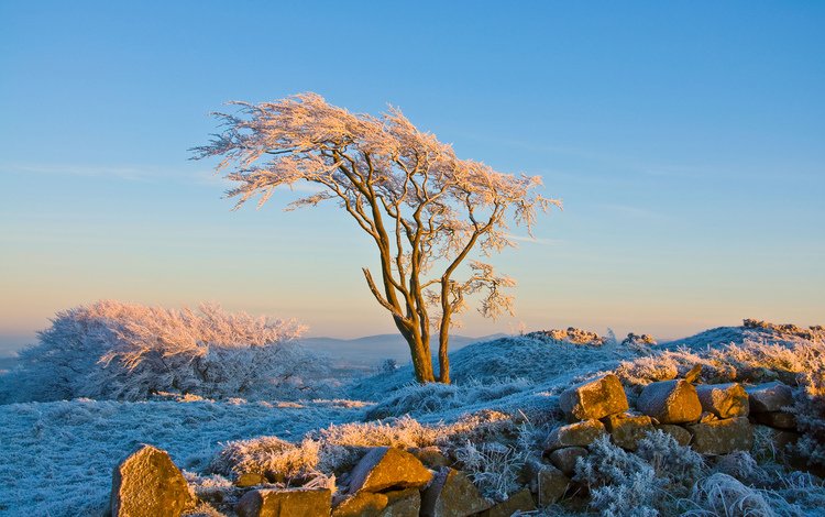 снег, природа, дерево, камни, зима, иней, snow, nature, tree, stones, winter, frost