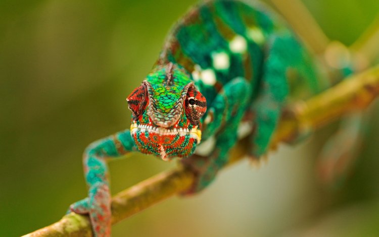 глаза, ветка, макро, разноцветный, ящерица, хамелеон, рептилия, eyes, branch, macro, colorful, lizard, chameleon, reptile