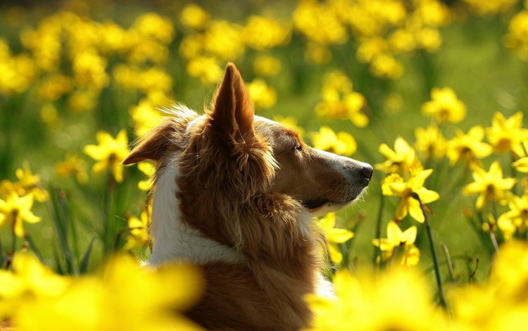 морда, цветы, поле, собака, профиль, уши, нарциссы, колли, face, flowers, field, dog, profile, ears, daffodils, collie