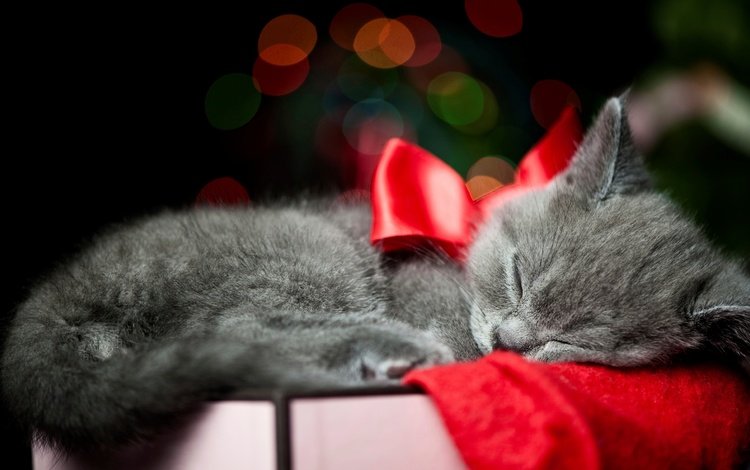 кот, кошка, котенок, серый, спит, ленточка, коробка, бант, cat, kitty, grey, sleeping, ribbon, box, bow
