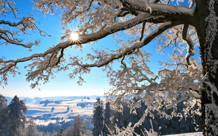 горы, зимний лес, солнце, снег, дерево, зима, ветки, мороз, швейцария, mountains, winter forest, the sun, snow, tree, winter, branches, frost, switzerland
