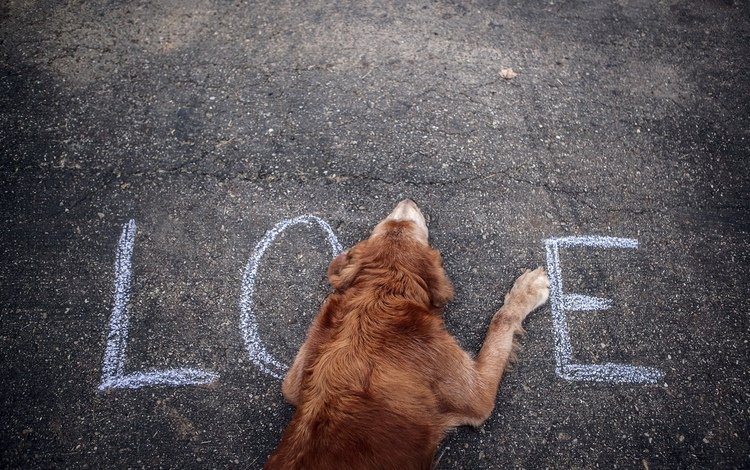 собака, любовь, асфальт, слово, влюбленная, dog, love, asphalt, the word