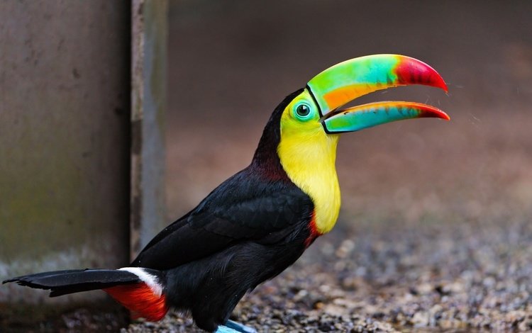 птица, тукан, клюв, оперение, красивый тукан, bird, toucan, beak, tail, beautiful toucan