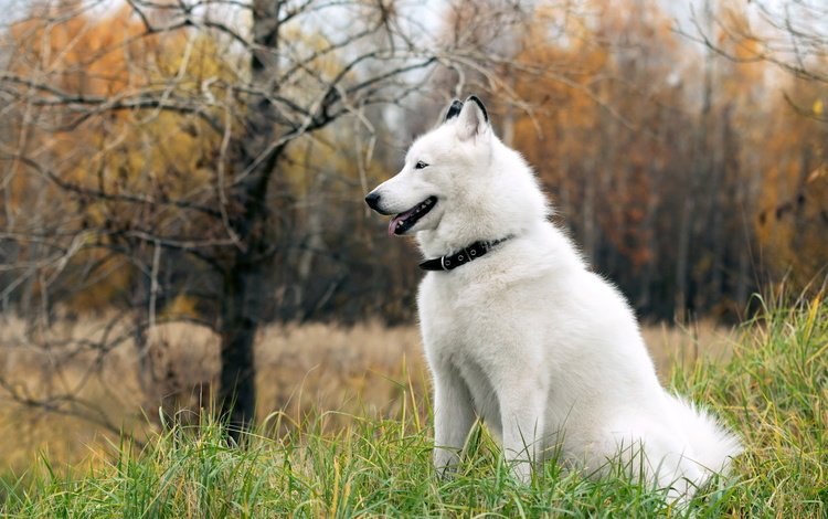 осень, белый, собака, прогулка, маламут, белая собака, аляскинский, autumn, white, dog, walk, malamute, white dog, alaska