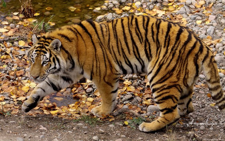тигр, осень, хищник, полосатый, амурский тигр, tiger, autumn, predator, striped, the amur tiger