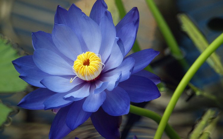 синий, цветок, лепестки, лотос, кувшинка, водяная лилия, blue, flower, petals, lotus, lily, water lily
