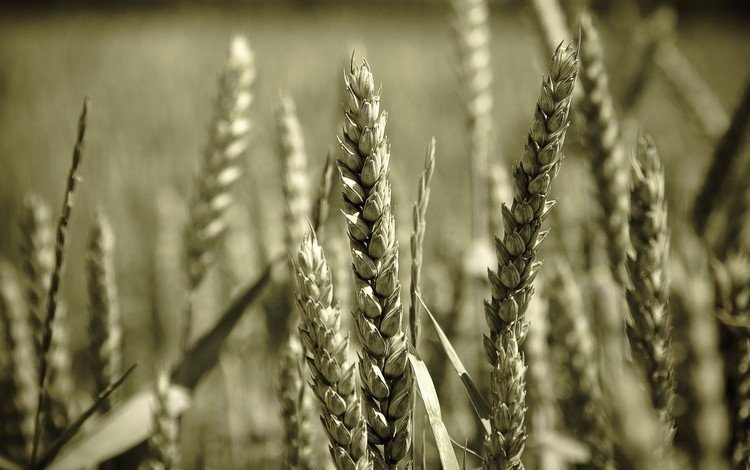 макро, поле, колосья, пшеница, колоски, macro, field, ears, wheat, spikelets