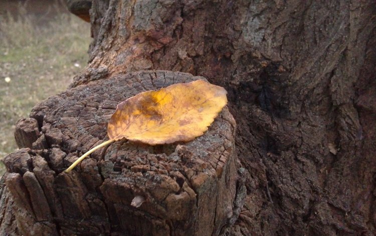 осень, лист, пень, autumn, sheet, stump
