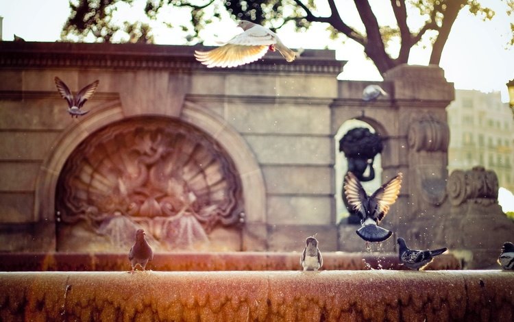 фонтан, голуби, fountain, pigeons