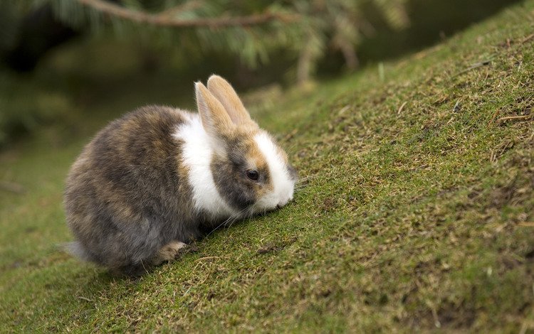 трава, кролик, расцветка, резкость, grass, rabbit, colors, sharpness