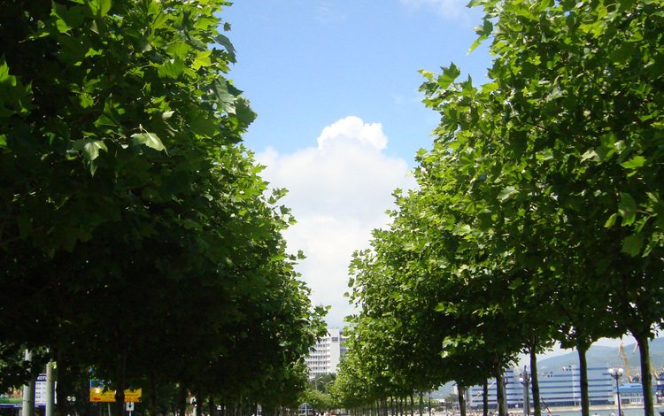 деревья, россия, аллея, новосибирск, trees, russia, alley, novosibirsk