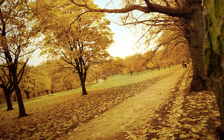 дорога, деревья, желтый, лес, листья, парк, осень, тропинка, road, trees, yellow, forest, leaves, park, autumn, path