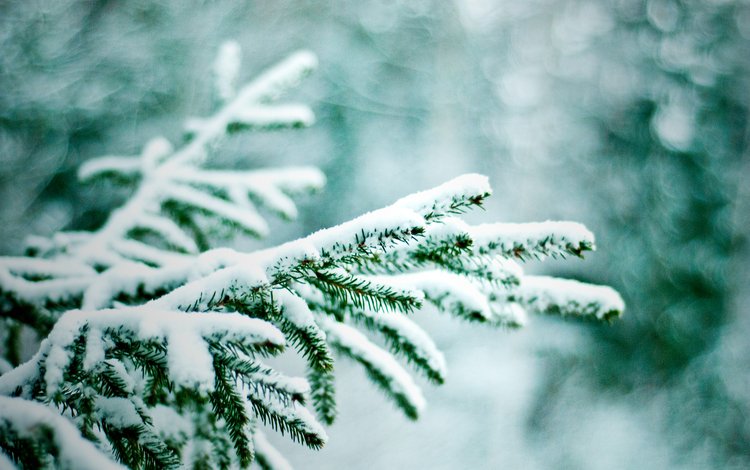 ветка, снег, зима, макро, ель, еловая ветка, branch, snow, winter, macro, spruce, spruce branch