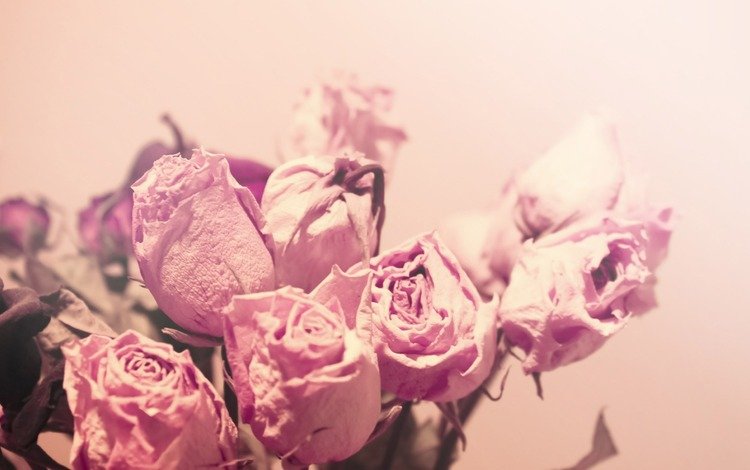 свет, цветы, макро, розы, цвет, розовые, нежность, засушенные, light, flowers, macro, roses, color, pink, tenderness, dried