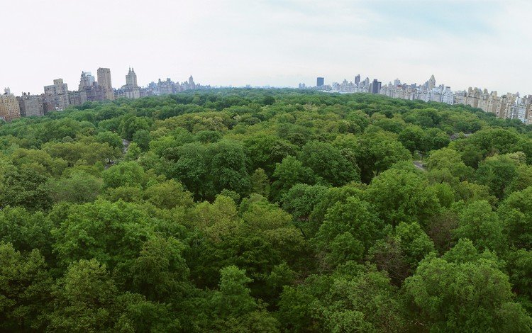 деревья, парк, нью-йорк, центральный парк, trees, park, new york, central park