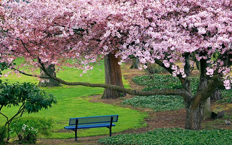 деревья, природа, дорожка, весна, скамейка, сакура, цветущие, trees, nature, track, spring, bench, sakura, blooming