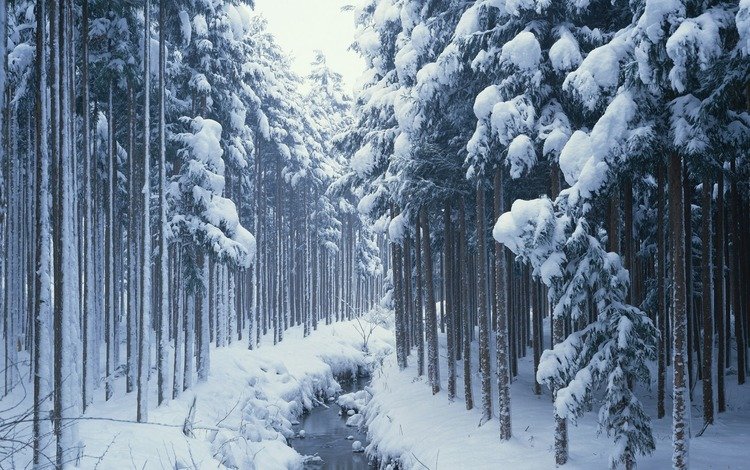 деревья, снег, лес, зима, ручей, сосны, сугробы, хвойные, trees, snow, forest, winter, stream, pine, the snow, coniferous